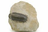 Detailed Crotalocephalina Trilobite - Atchana, Morocco #359546-2